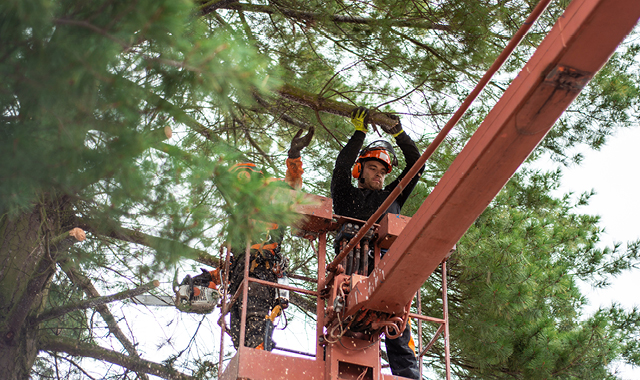 Tree trimming workers remove branches of a pine tree